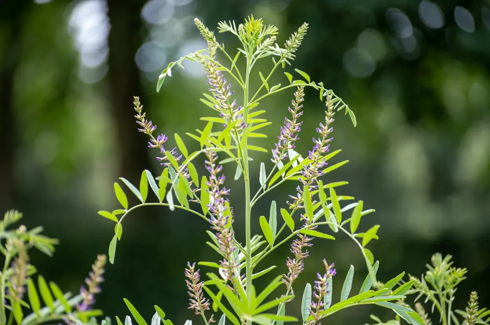 Phytothérapie près de Replonges